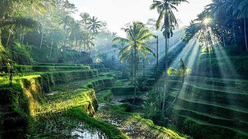 14 Days in  BALI
